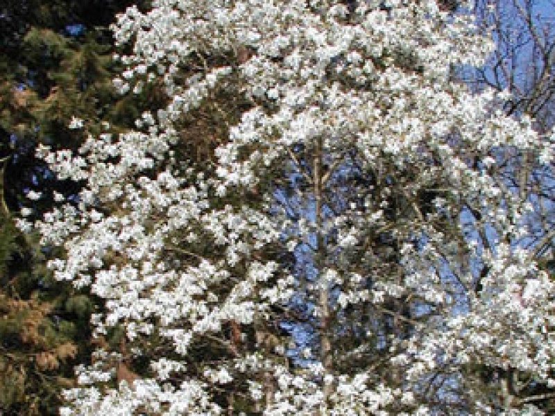 Large-flowered Star Magnolia