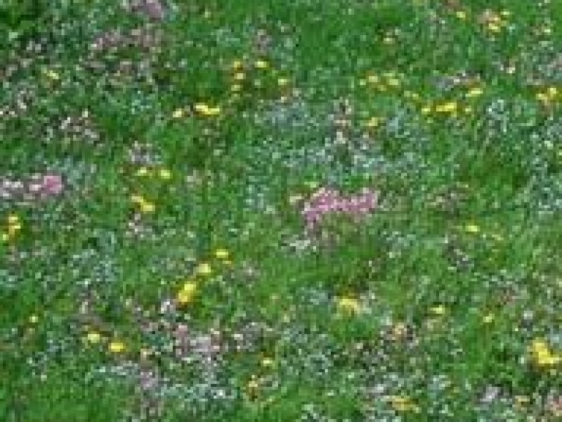 Райграс пастбищный