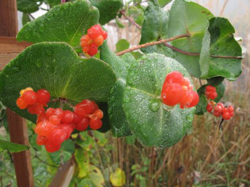 Brown's honeysuckle 'Dropmore Scarlet'
