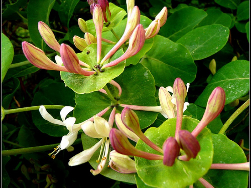 Жимолость каприфоль