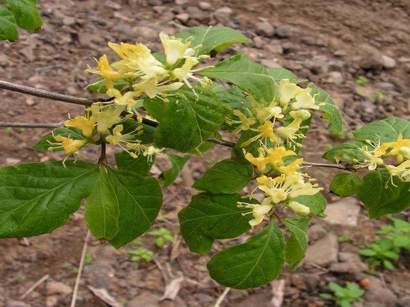Жимолость золотистая