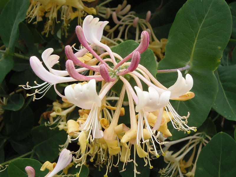 Caprifol, goat honeysuckle