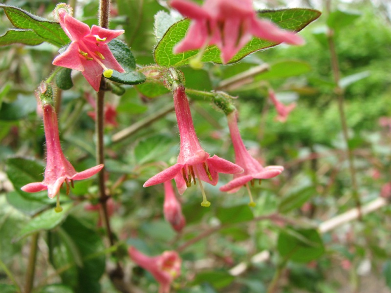 Жимолость стройночерешчатая