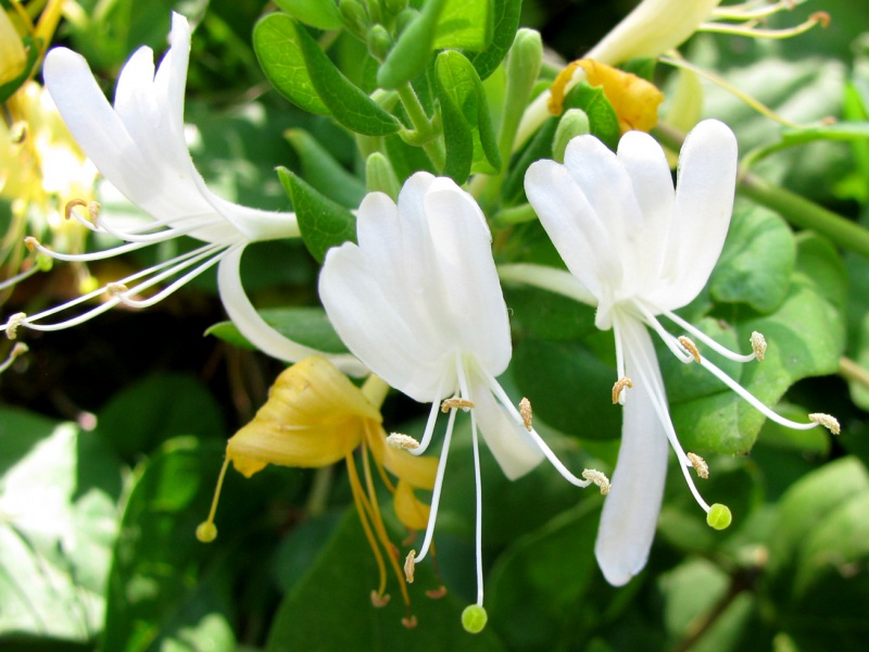 Жимолость японская