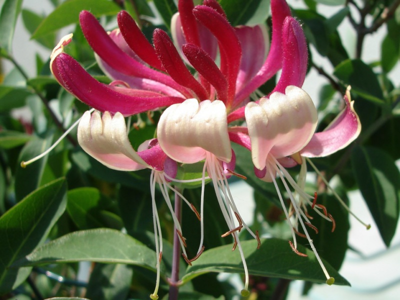 Creeping honeysuckle