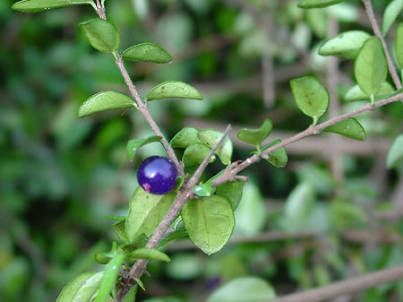 Жимолость блестящая