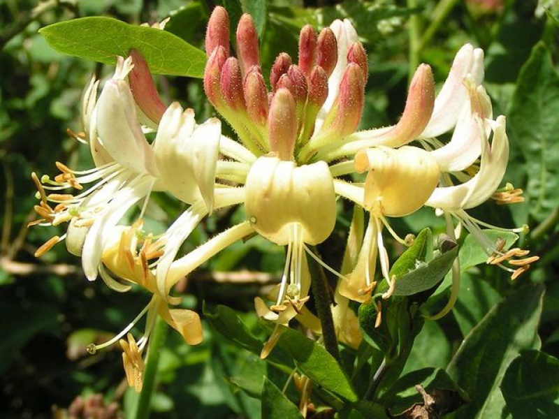 Жимолость вьющаяся