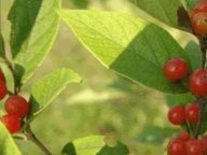 Жимолость Рупрехта