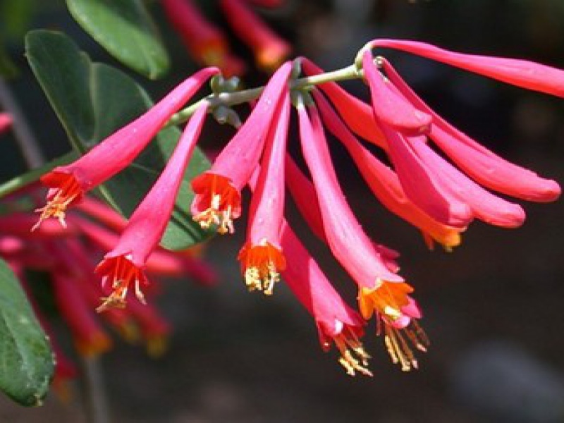 Жимолость вечнозеленая