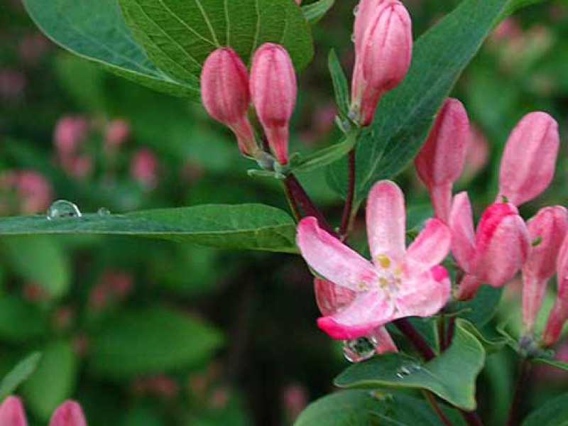 Жимолость татарская