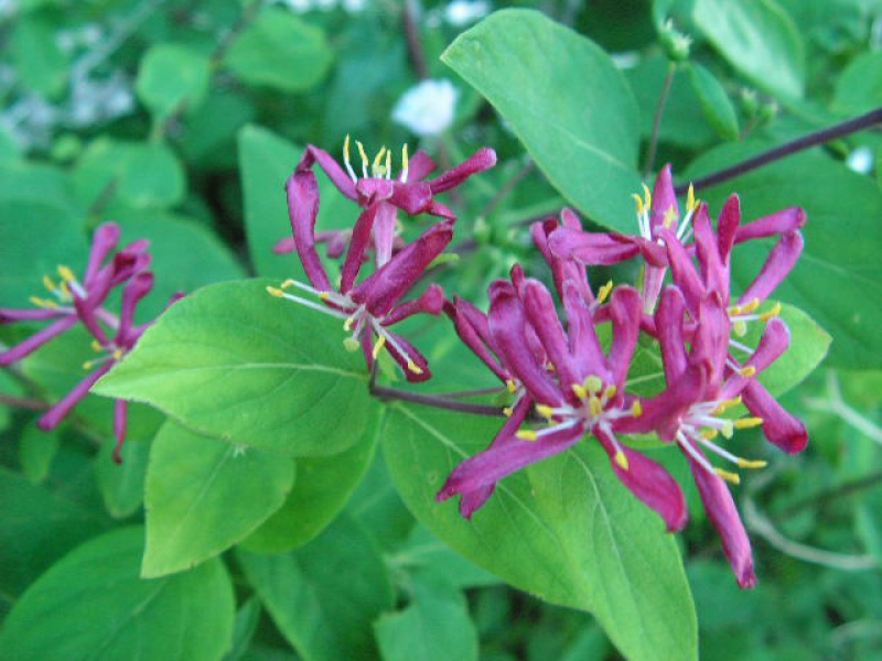 Tatar honeysuckle