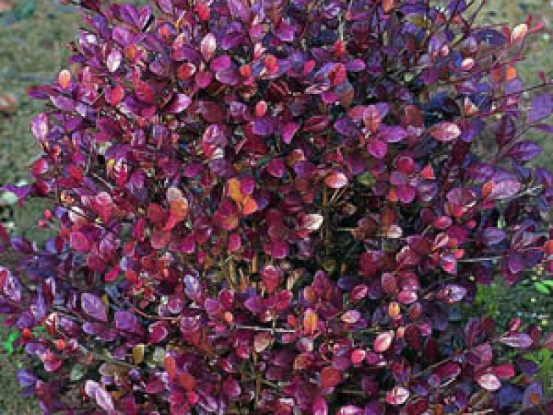 Лофомиртус