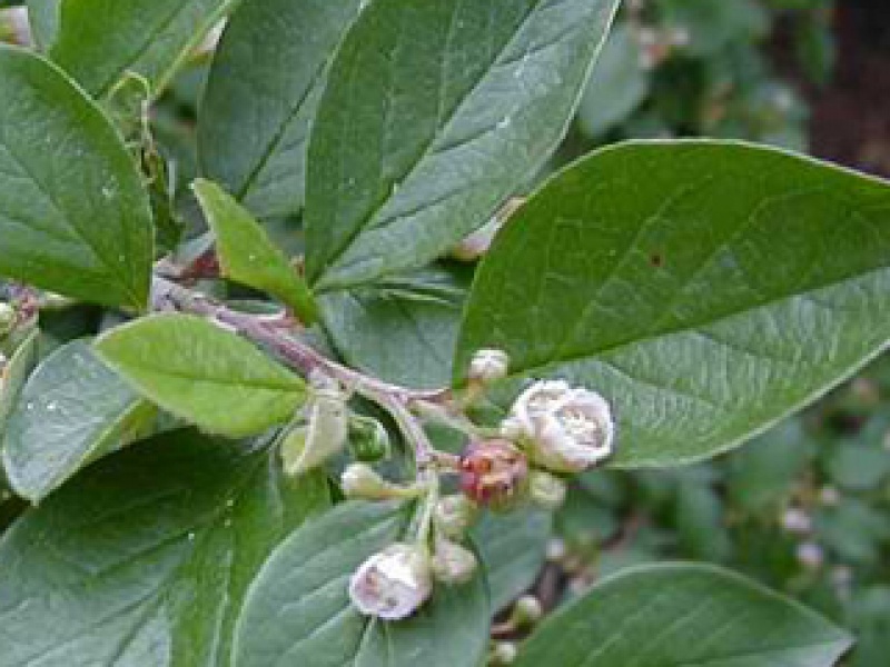 Sharp-leaved cotoneaster
