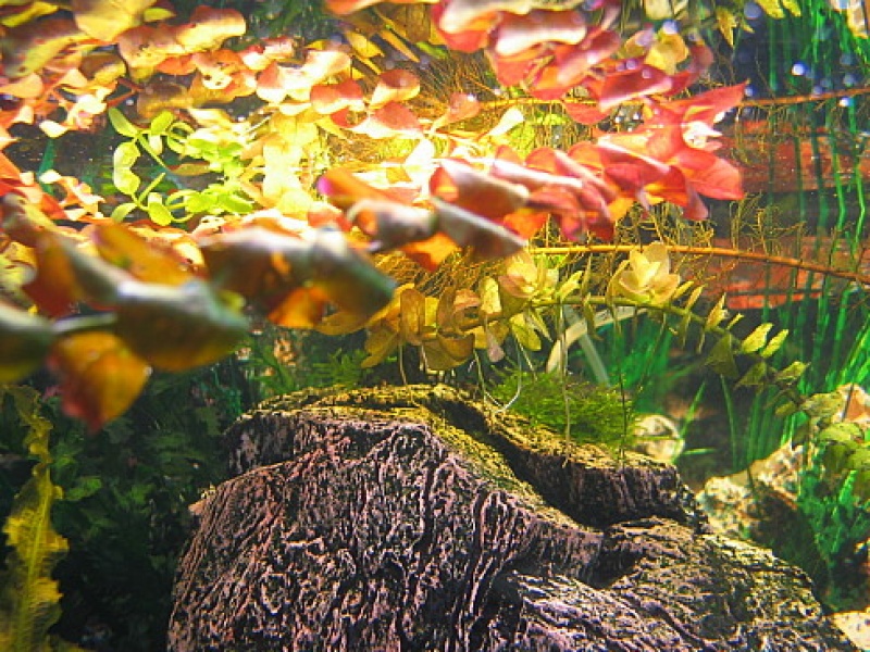 Людвигия ползучая