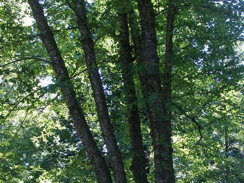 Береза желтая