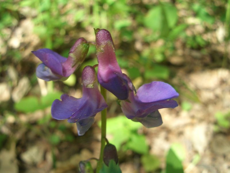 Чина весенняя