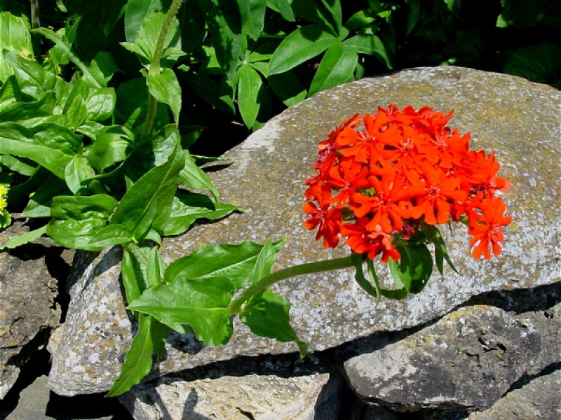 Лихнис халцедонский, горицвет