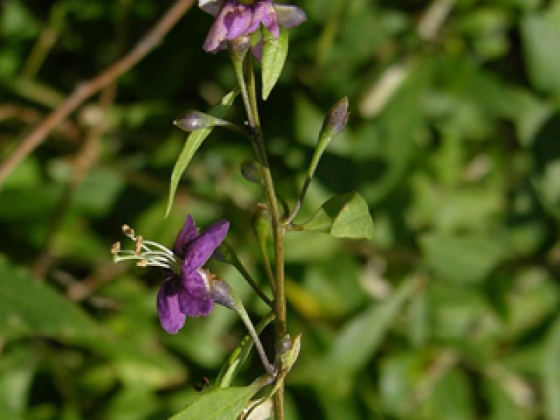 Common Lycium, or barbarian