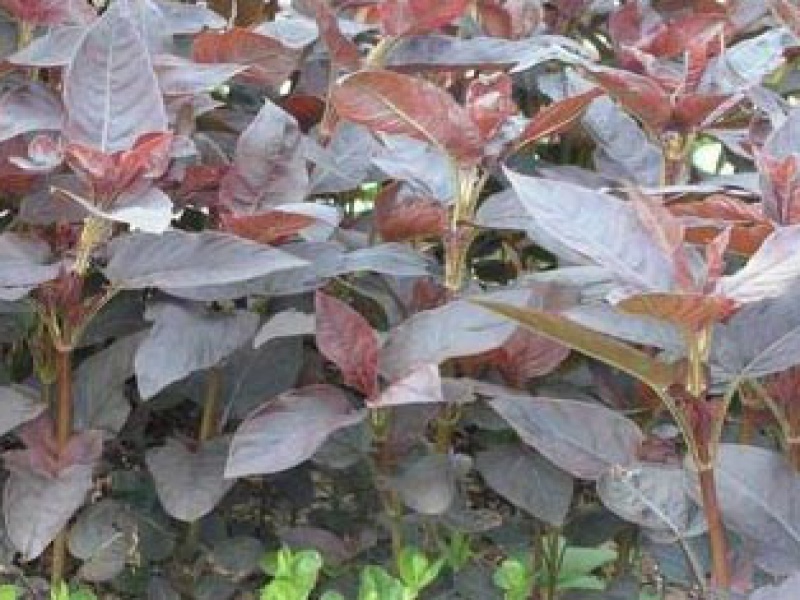 Вербейник черно-пурпурный