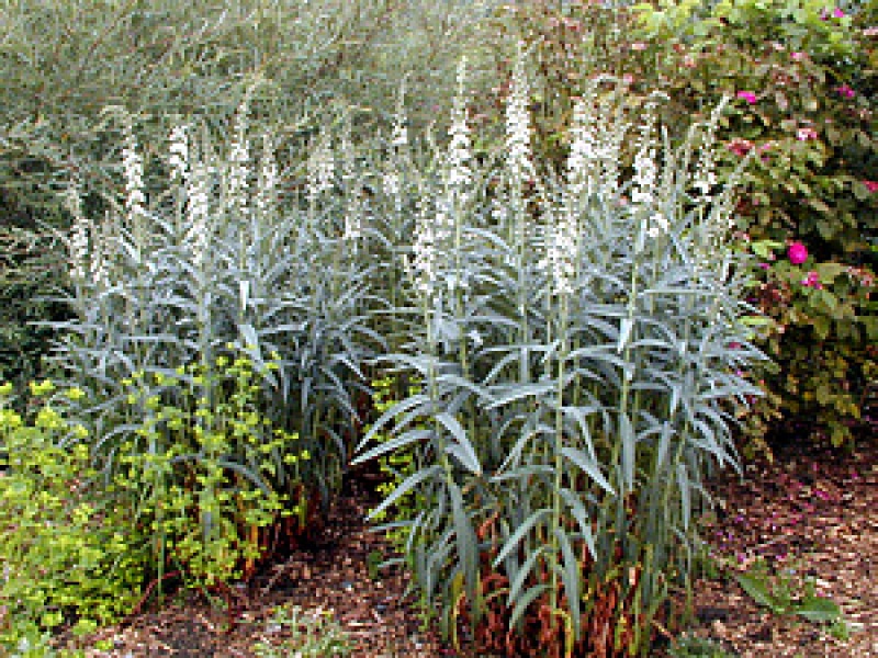 Вербейник эфемерум