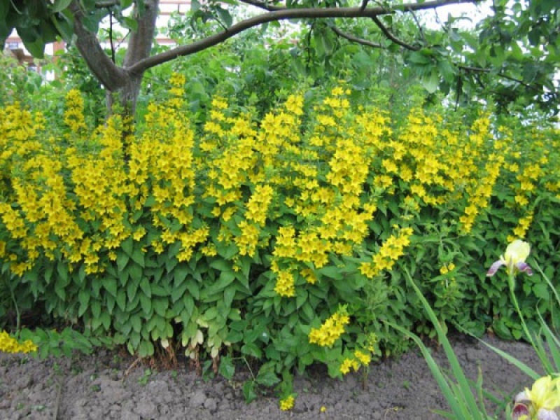 Вербейник точечный