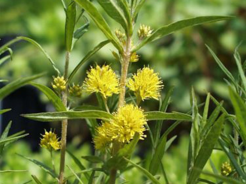 Вербейник кистецветный