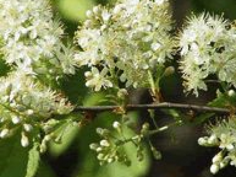 Черемуха Маака