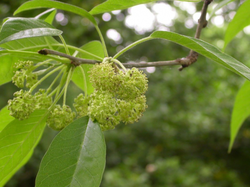 Маклюра оранжевая