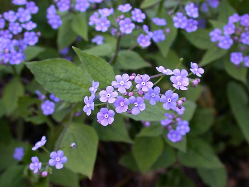 Бруннера крупнолистная