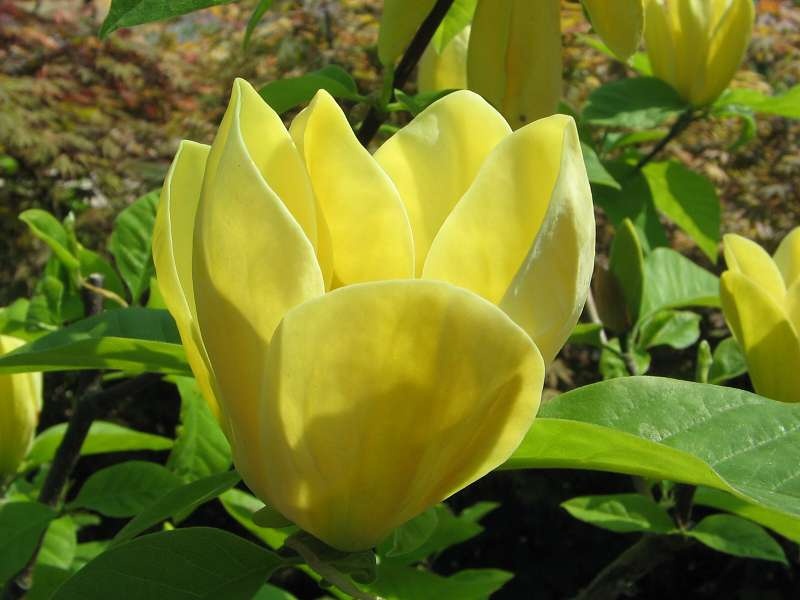 Магнолия бруклинская Желтая птица