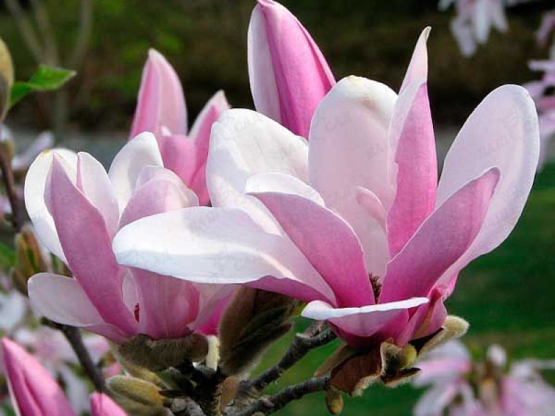 Магнолия гибридная Джордж Генри Керн