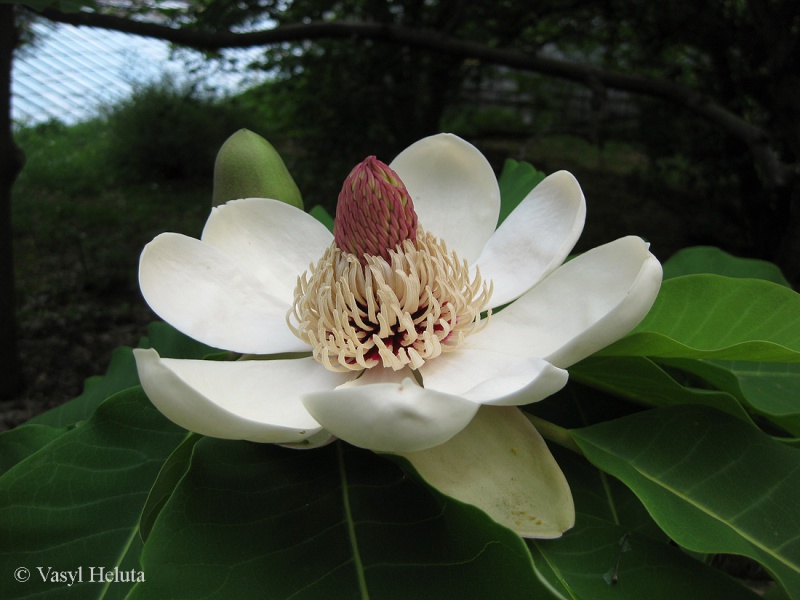 Magnolia