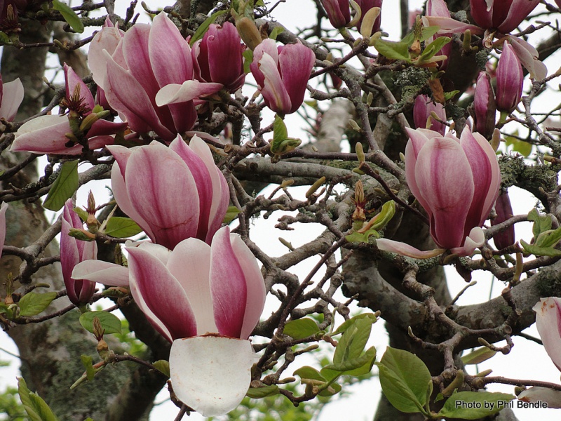 Магнолия Суланжа