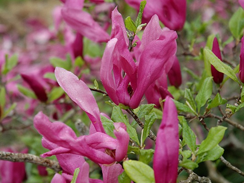 Магнолия Сьюзан