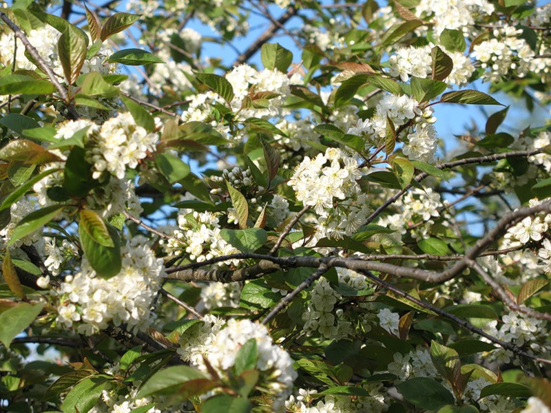 Черемуха антипка или магаленка