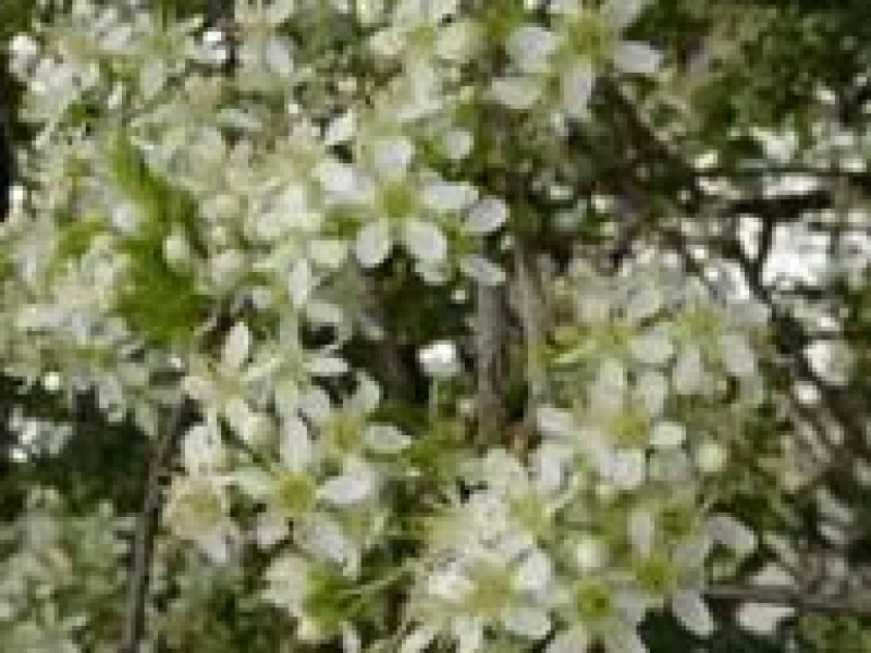 Черемуха антипка или магаленка