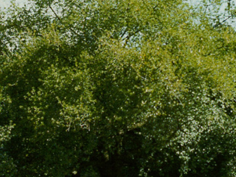 Mahaleb, bird-cherry antipka, kuchina