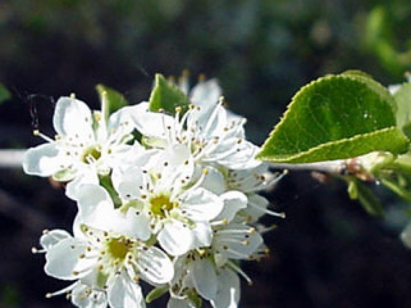 Mahaleb cherry, mahalebka, kuchina