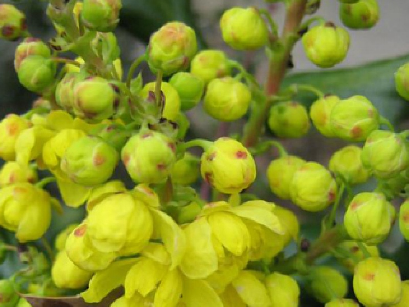 Mahonia