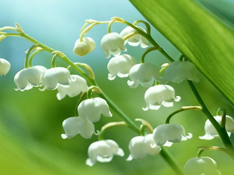 Ландыш майский