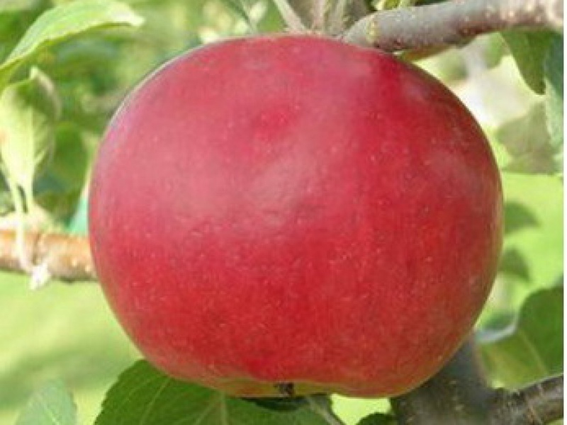 Яблоня Ред Фри