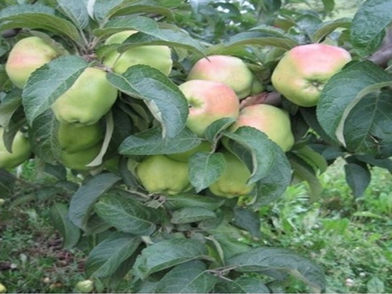 Яблоня КООП-10