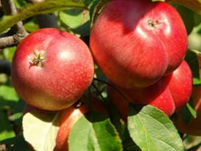 Яблоня домашняя