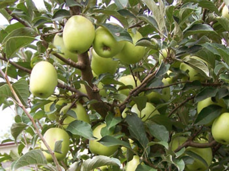 Яблоня Белый Синап