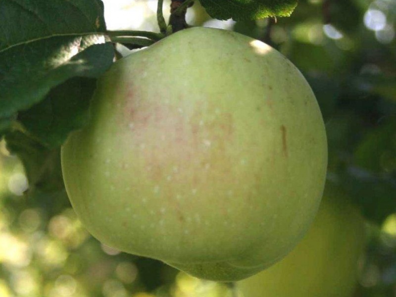 Яблоня «Ренет Симиренко»