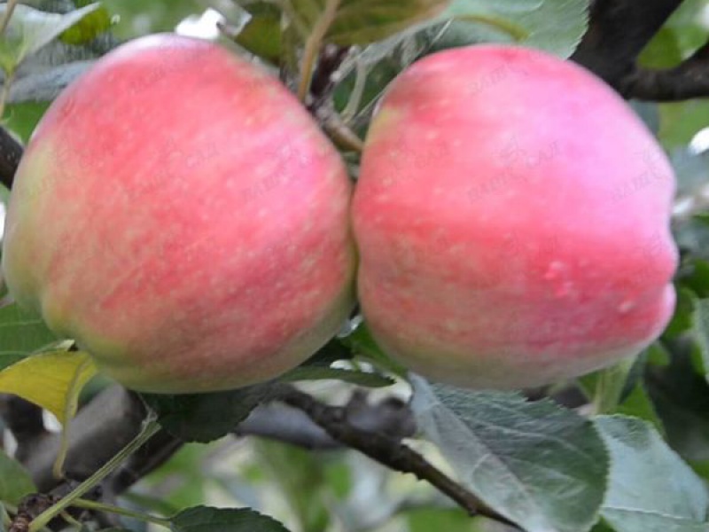 Яблоня Эдера