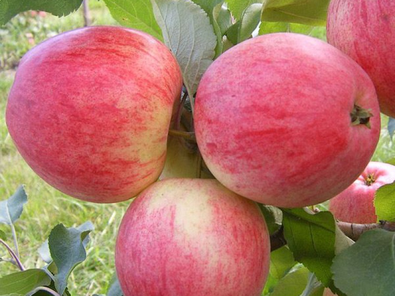 Яблоня Конфетное