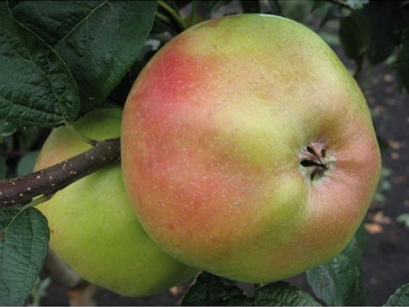 Яблоня Медея