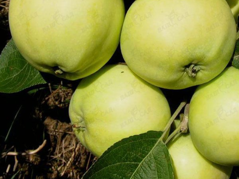 Яблоня Папировка