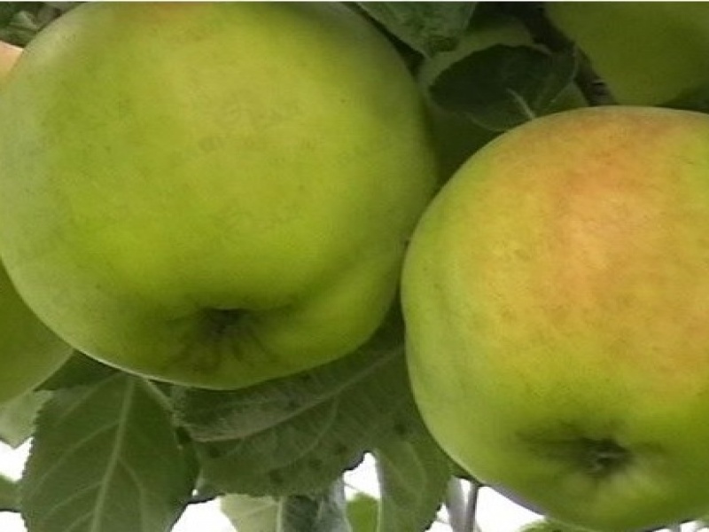 Яблоня Снежный Кальвиль